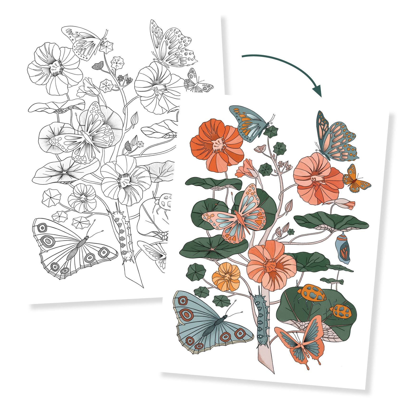 Posters à colorier | Naturaliste-Djeco-Super Châtaigne-Collages & Coloriages : Product type